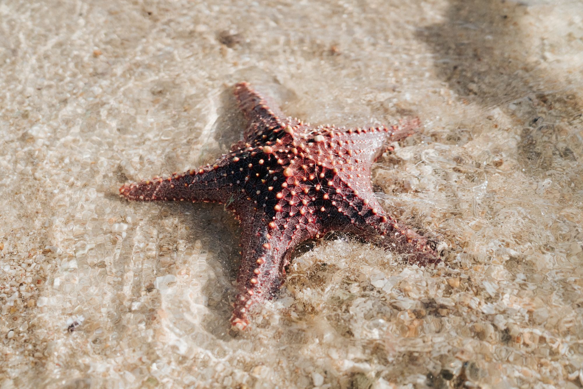 Starfish Point