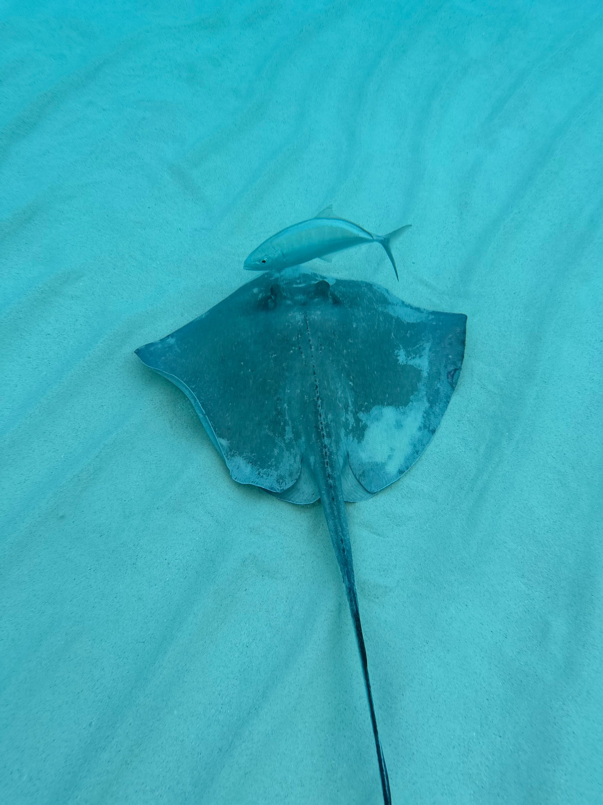 Stingray City Sandbar