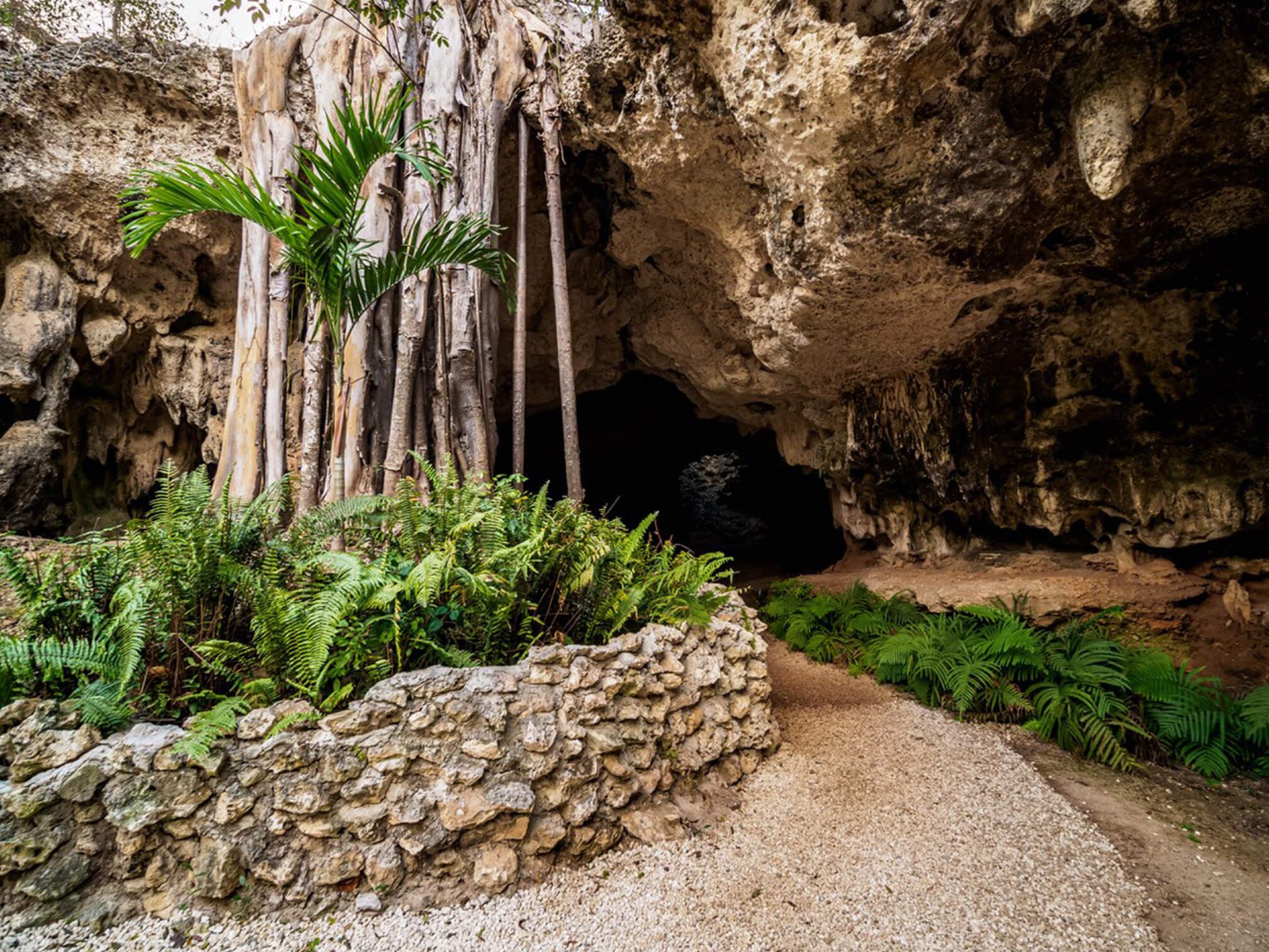 The strangler fig at the cave mouth