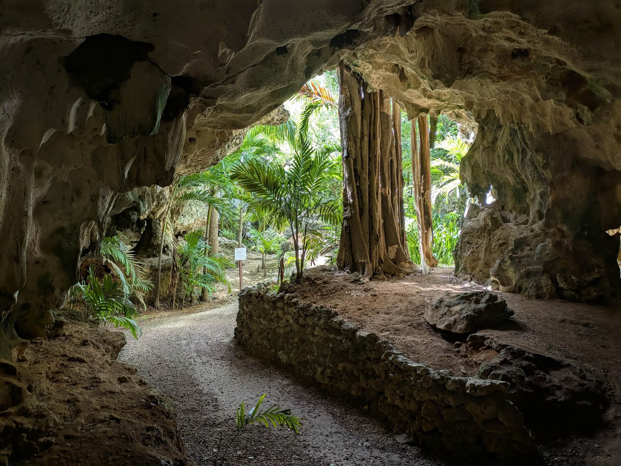 Cave mouth opening to the forest