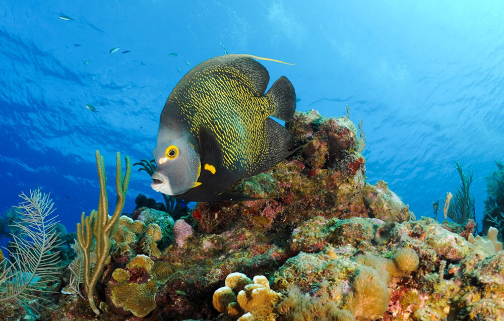 French angelfish on the reef