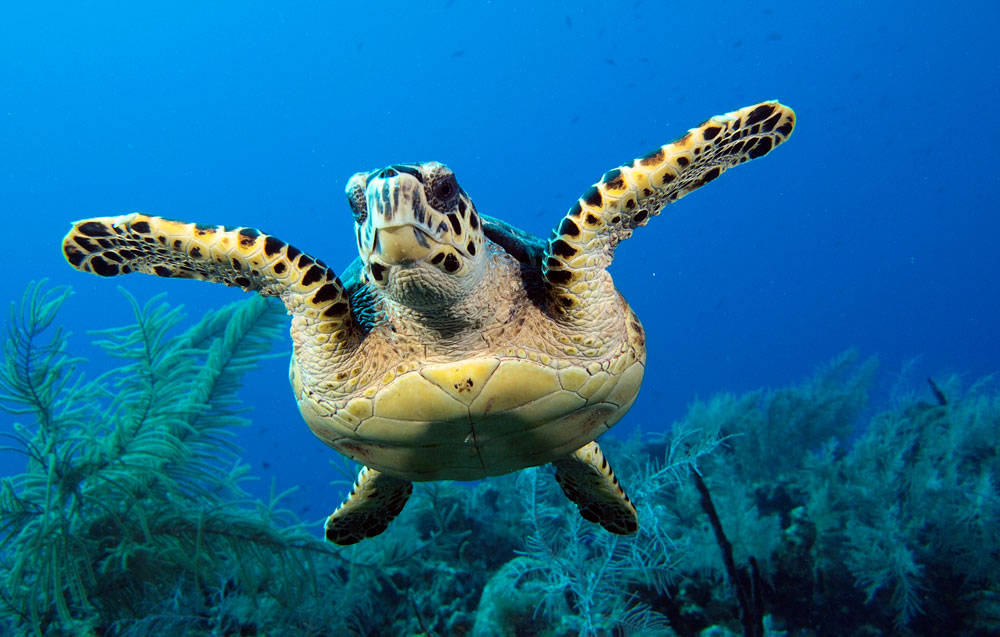 Hawksbill turtle over the reef
