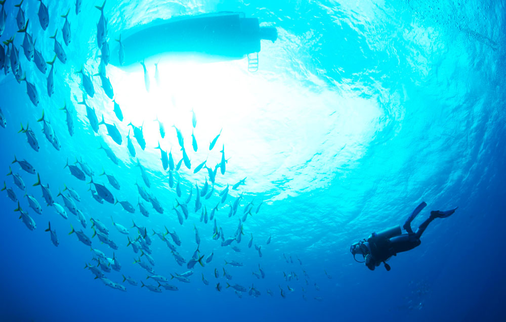 A diver beneath the boat with a spiral of jacks, North Wall