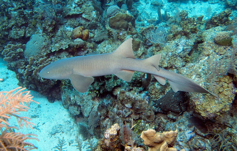 A nurse shark cruising the reef