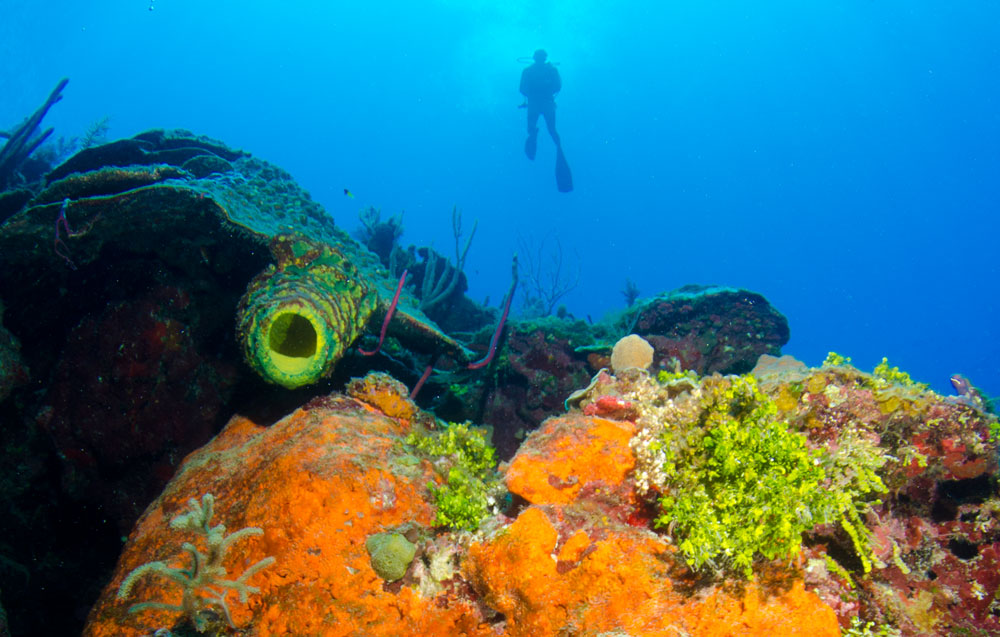 Orange Canyon dive site, West Bay